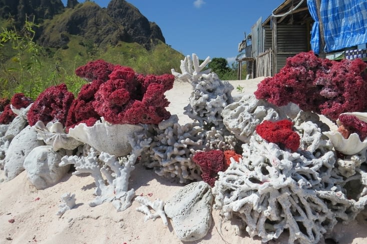 C'est grâce à un  mélange de corail rouge et blanc