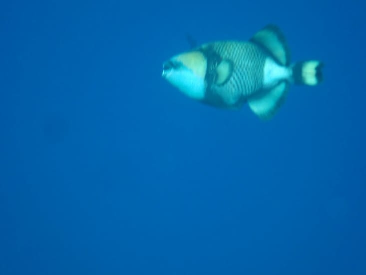Et d’île en île dans le grand bleu