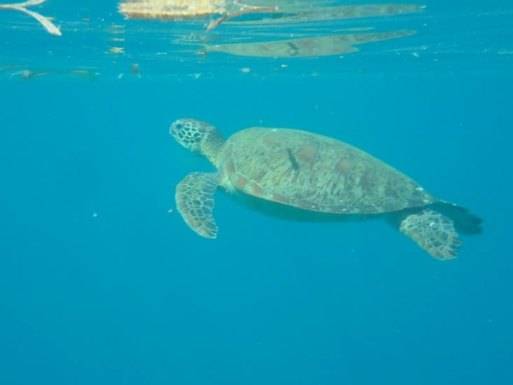 On ne se lasse pas de les regarder