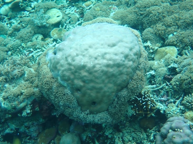 Q19 Comment appelle-t-on communément  ce corail ?