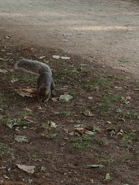 Des écureuils partout...