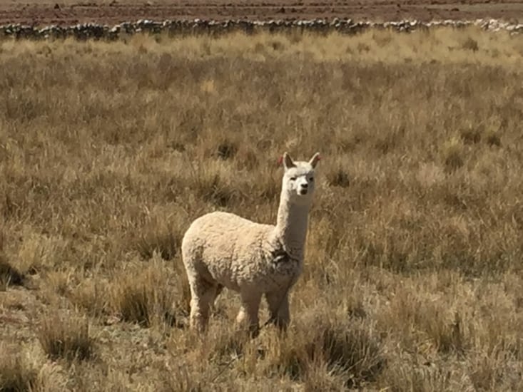 Les Vigognes Superbe petit camelidé