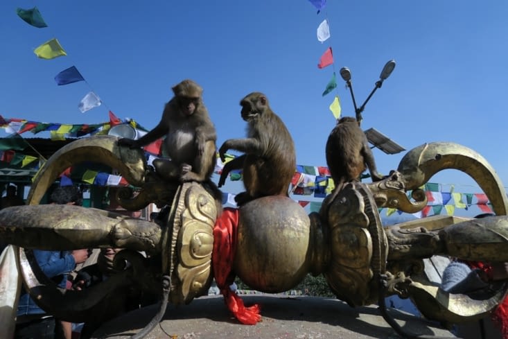 Encore un temple des singes, mais au Népal cette fois-ci