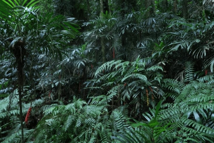 Ballade dans la forêt tropical