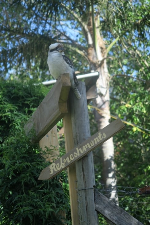 Kookabura,bel oiseau Australien (qui a fait sur Elo!!!)