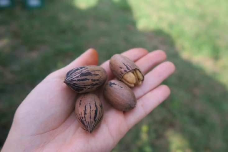 Les meilleures noix de Pecan d'Australie