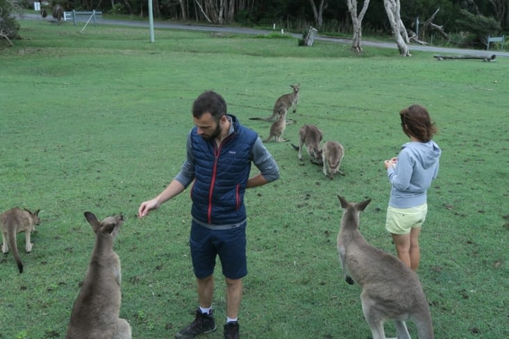 Rencontre avec les Kangourous