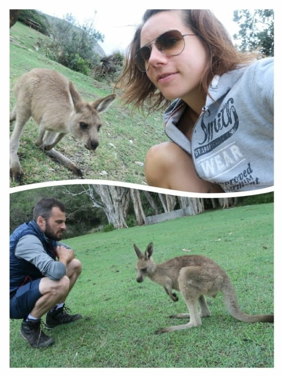 Rencontre avec les Kangourous