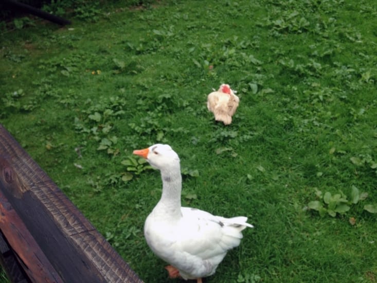 Le redoutable aigle royal (et son assistant)