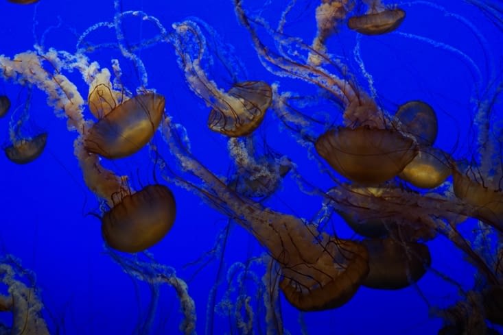 Monterey Aquarium Bay