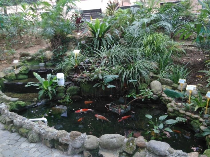 Poissons - partie jardin botanique du parc