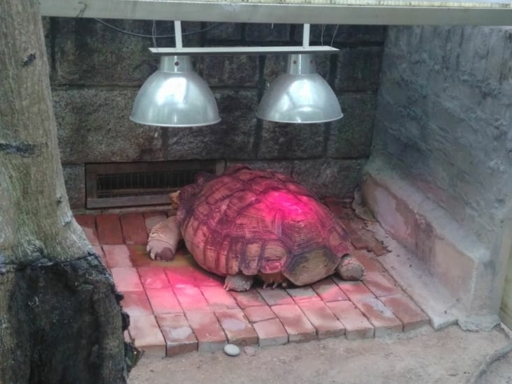 Tortues geantes