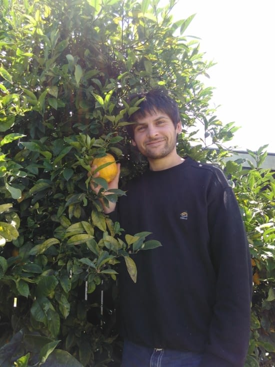 Citronnier- le trésor de Maxime