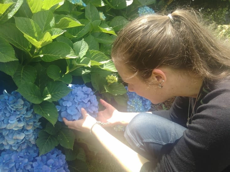 Jardin Tegan hortensias
