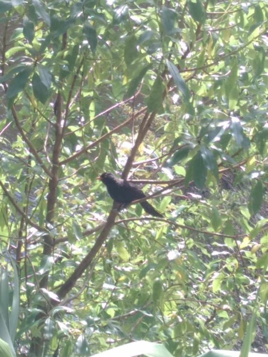 Encore un merle farfouilleur