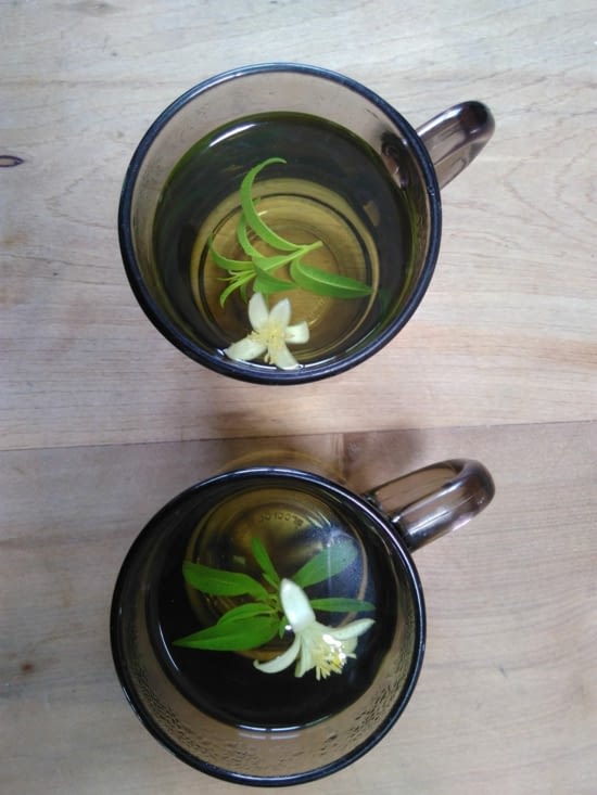 Tisane fleur de citron et verveine du jardin
