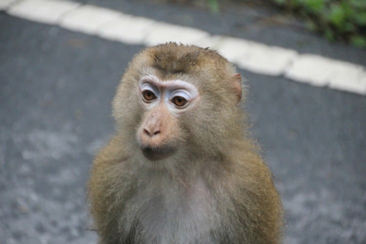 Amical ce macaque