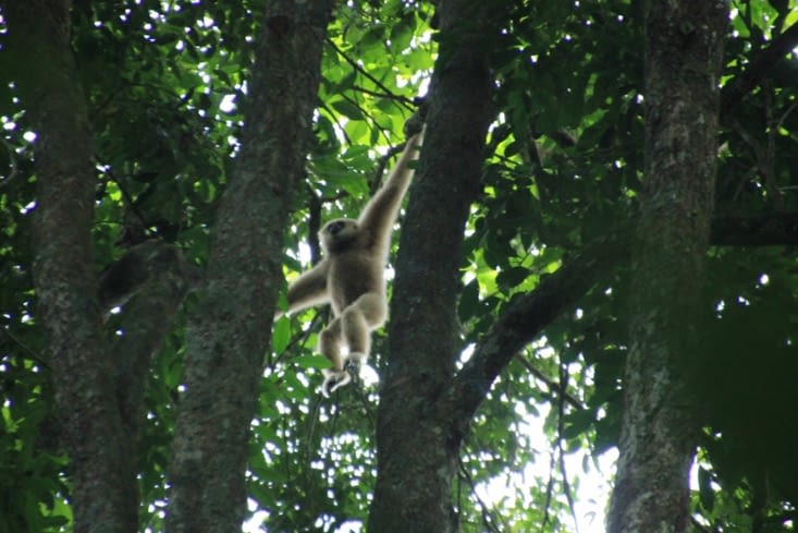 Gibbon gymnaste