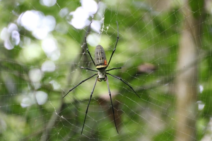 Maman (la grosse) et Papa (le petit rouge) araignée