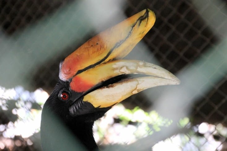 Hornbill au jardin des oiseaux de Phitsanulok