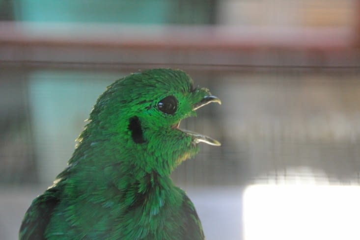 Jardin des oiseaux à Phitsanulok
