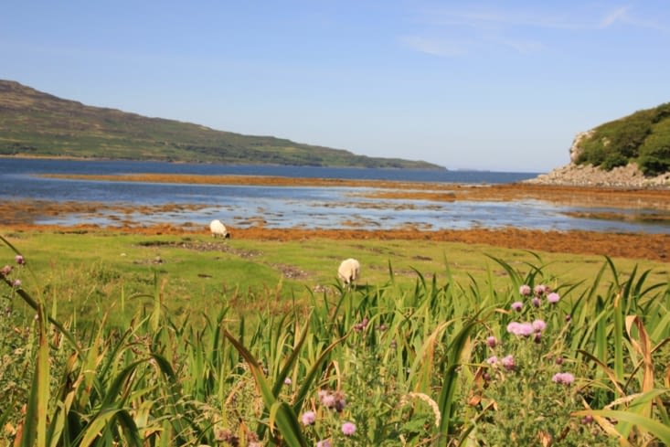De l'herbe verte, des moutons, la mer : l'île écossaise par excellence