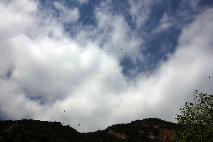 Les vautours rôdent dans la vallée de Roncal