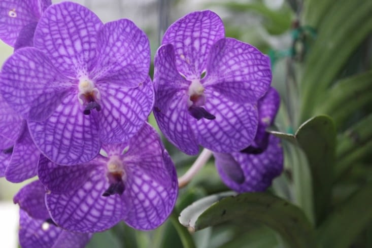 Ferme d'orchidées à Mae Sa