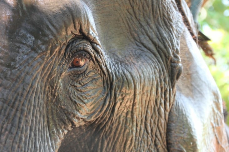 Trek à dos d'éléphant