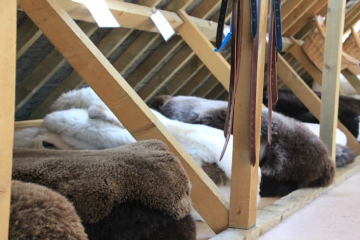 Skye leather : du mouton écossais par milliers