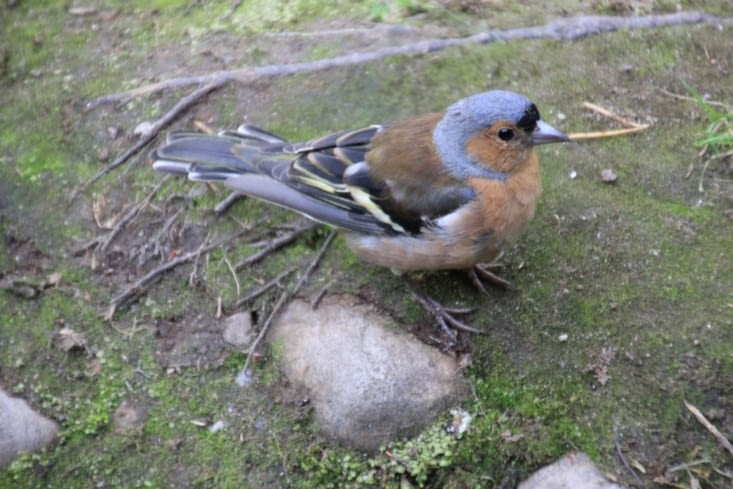 Un petit pinson gourmand