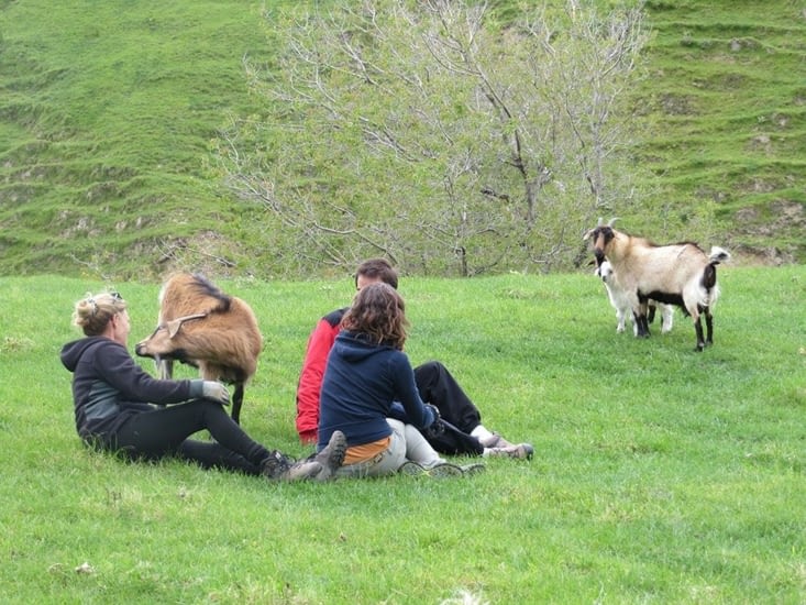 A la rencontre de chèvres sauvages