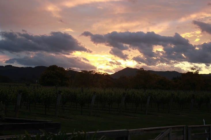 Coucher de soleil sur les vignes de Gisborne