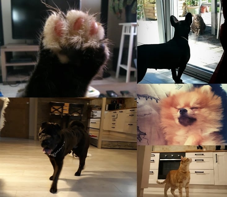 Quelques boules de poils de passage