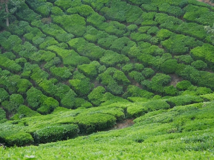 Les plantations de thé, Munnar