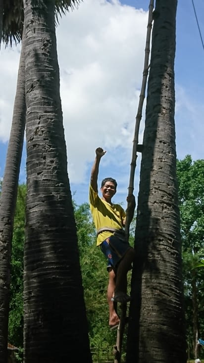 Faut monter tout en haut du Palm Tree !
