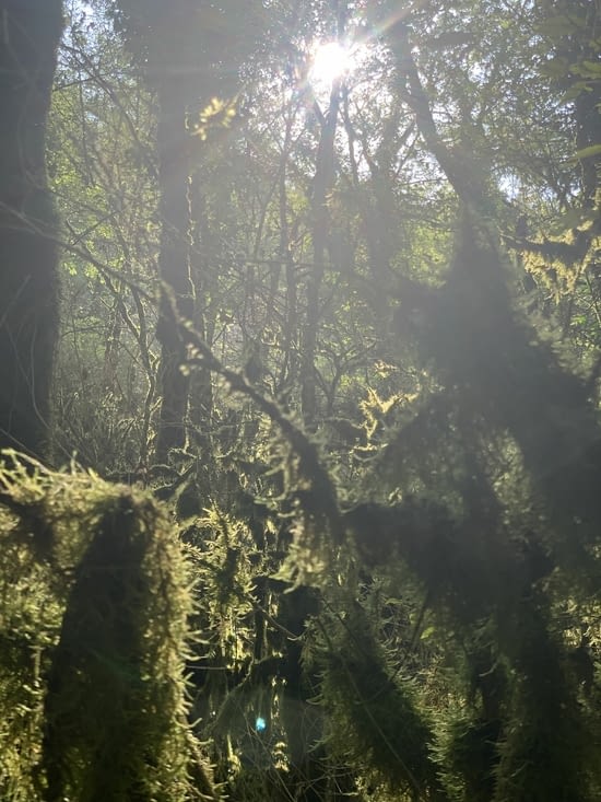 Les forêts de lichen