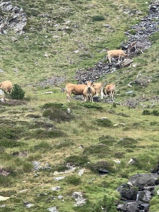 Y en a une qui nous surveillait ou alors personne  ne passe par la !!😂