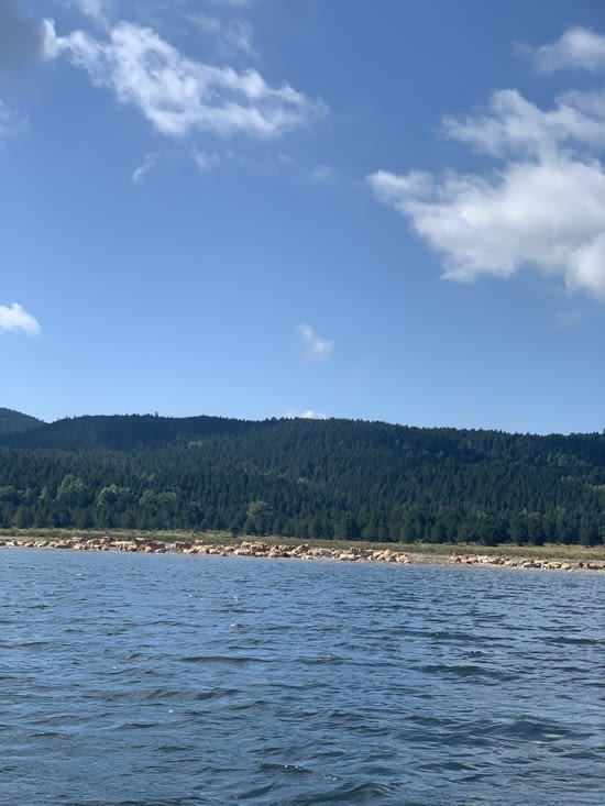 Visite de l’autre côté du lac aux vaches en liberté