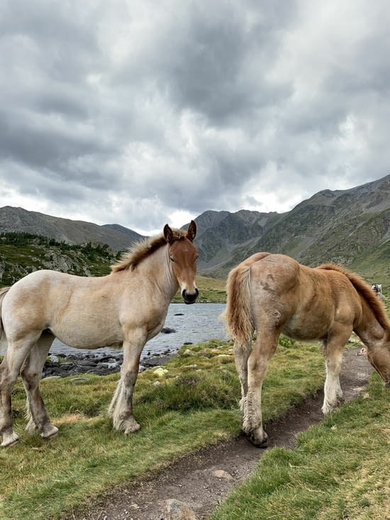 Sur le retour encore à 2300 m des chevaux sauvages 😍