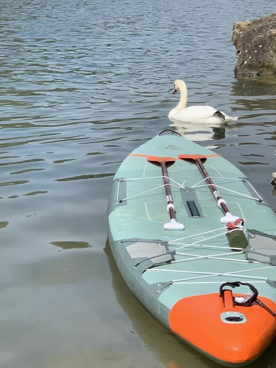 Un cygne s’est joint à nous