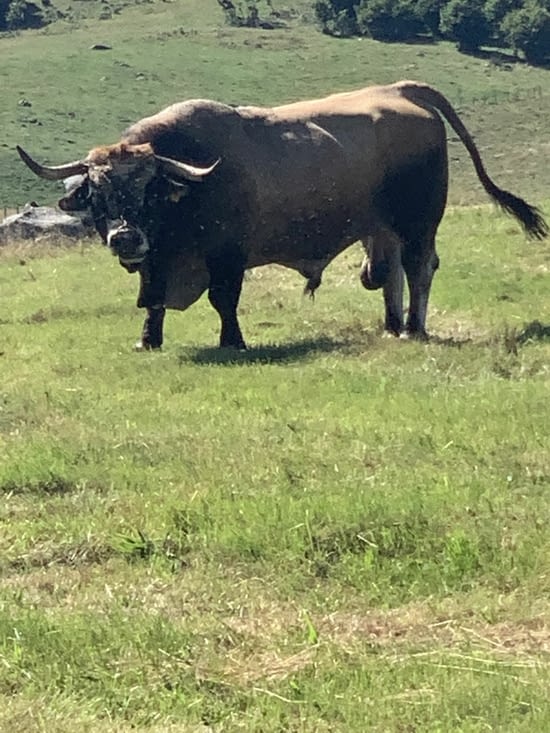 Bon la je riai plus du tout !! La rando traverse le champs !!! Avec le taureau !