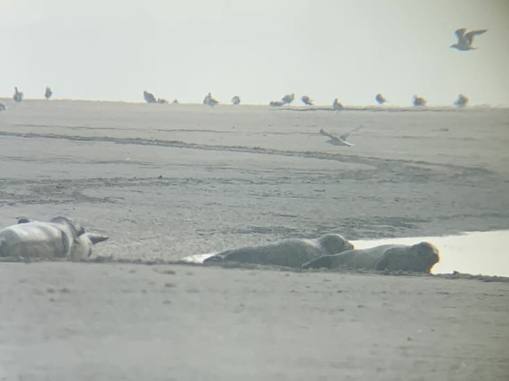 Colonie de phoques trop beau 😊