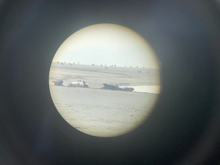 La marée remonte et les phoques avec 😉