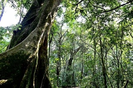 La forêt de Kibale
