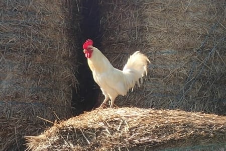 68. De Zuytpeene à Hames-Boucres