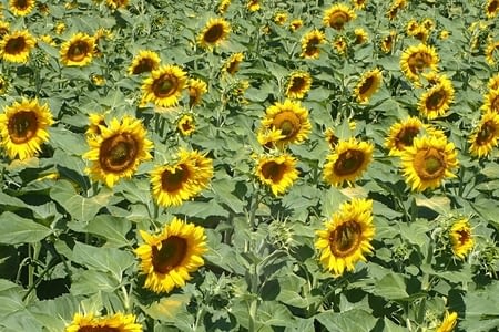 09.07 - 03. Komaróm - Győrújbarát