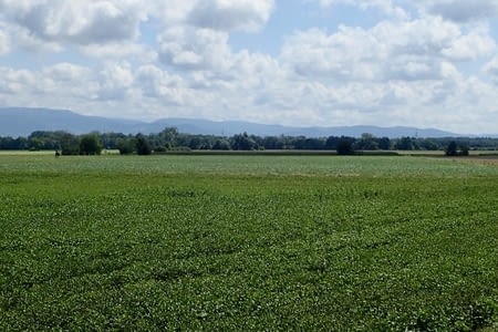 05.08 - 26 - Kuppenheim - Strasbourg