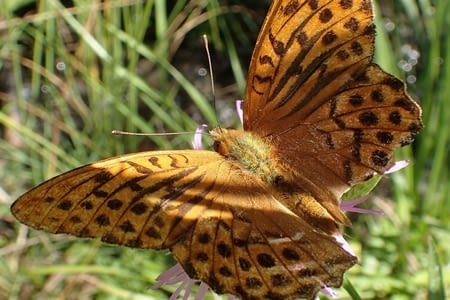 08.08 - 29 - Henridorff - Parroy