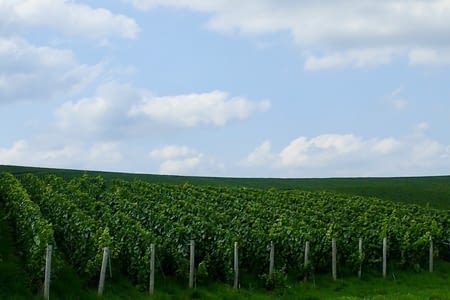 17.08 - 37 - Sézanne - Épernay